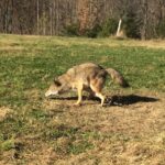 Coyote with trap around foot