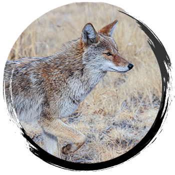 Best Houben’s Animal Lures for Trapping Coyote