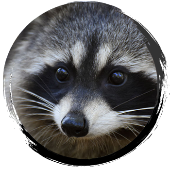 Raccoon Profile 2