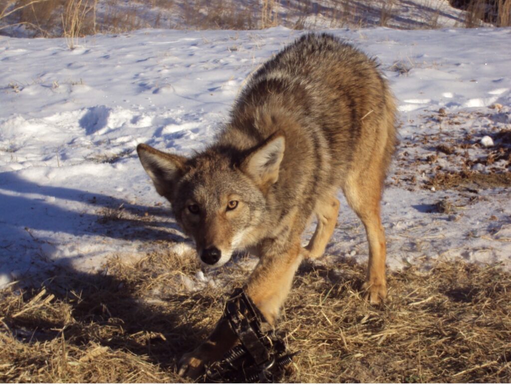 Coyote caught in foot trap in snow